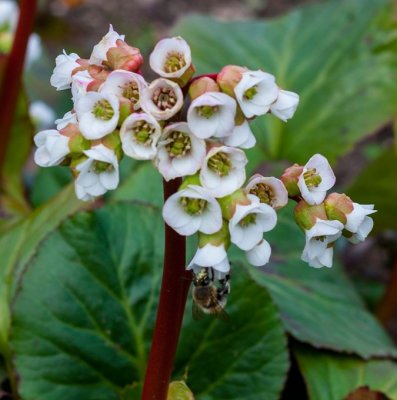 Bergenia cordifolia Jelle, Hjärtbergenia, SQ1