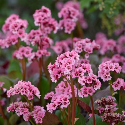Bergenia cordifolia Vinterglöd, Hjärtbergenia