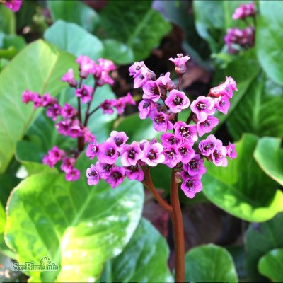 Bergenia cordifolia Vinterglöd, Hjärtbergenia, SQ1