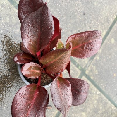Bergenia cordifolia Vinterglöd