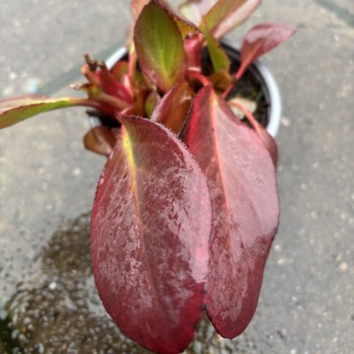 Bergenia hybr. Bressingham White