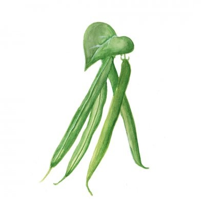 Brytb&ouml;na Marona - Phaseolus vulgaris Marona