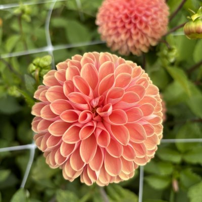 Dahlia Dekorativ Bestseller 1st
