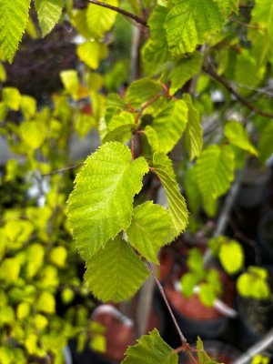 Betula Hoseri