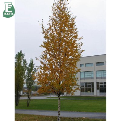 Betula pendula Fk Julita E, Vårtbjörk