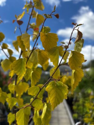 Betula pendula Golden Obelisk