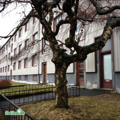 Betula pendula Youngii, Tårbjörk, 200 stam C10