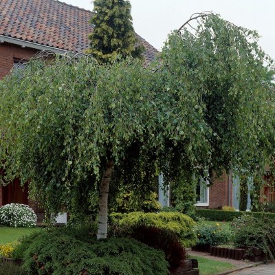 Betula pendula Youngii, Tårbjörk, utr 150-200 co
