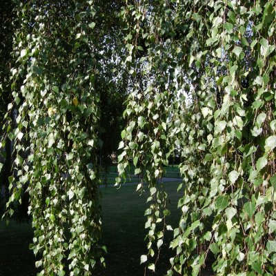 Betula pendula Youngii, Tårbjörk, 150 stam utilis C10