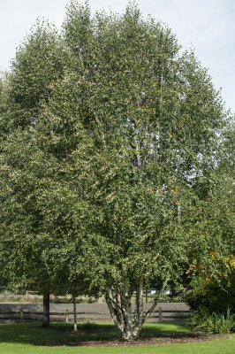 Betula utilis subsp. jacquemontii Doorenbos, Himalayabjörk, 150-175 C10