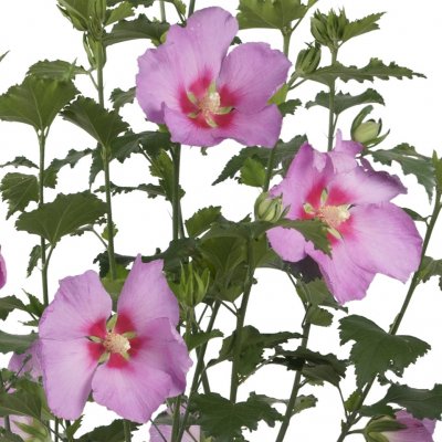 Hibiscus syriacus Big Hibiskiss ®