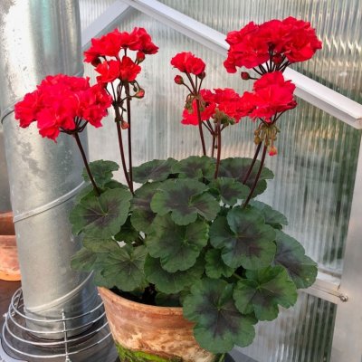 Dvärgpelargon Black Knight, kruka