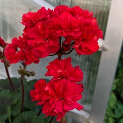 Dvärgpelargon Black Knight, kruka