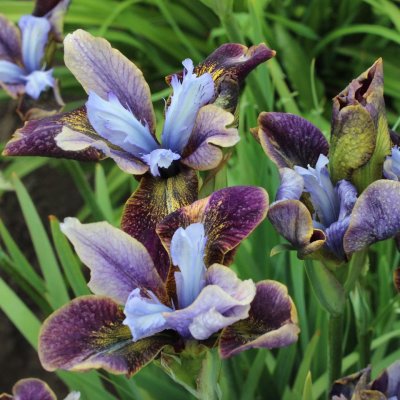 Iris sibirica Peacock Black Joker ®, Strandiris/Rabattiris