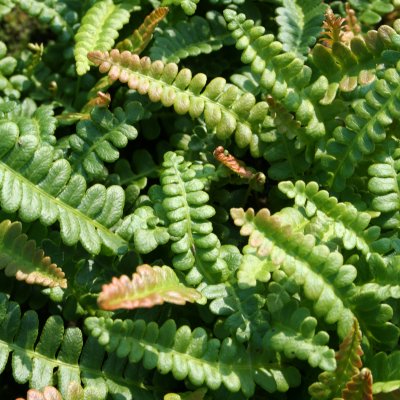 Blechnum penna-marina, Dvärgbräken, P9cm