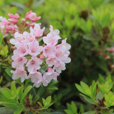 Rhododendron migranthum Bloombux ® (Microhirs3), Rododendron