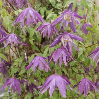 Clematis atragene Blue Bird