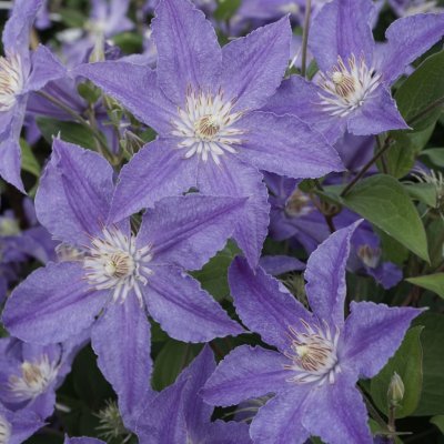 Clematis patens Blue Diamond ®