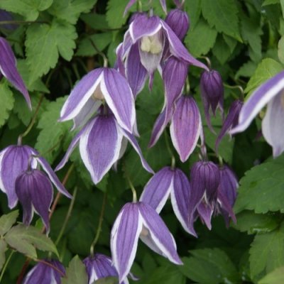 Clematis atragene Blue Eclipse