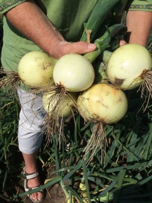 Sättlök Gul Boga Ekologisk 250g