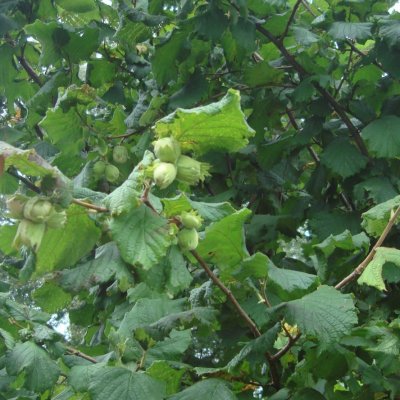 Corylus maxima Bolviller