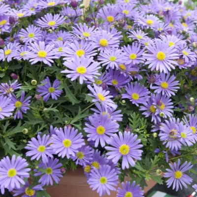 Blåkrage Brasco™ Violet, stickling 2-pack