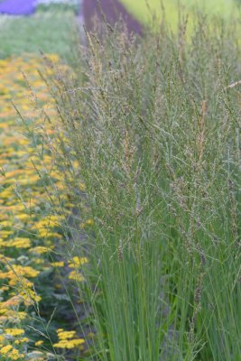 Molinia caerulea subsp. arundinacea Windspiel, Jättetåtel