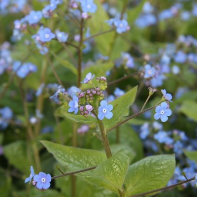 Brunnera macrophylla Jack of Diamonds ®, Kaukasisk Förgätmigej