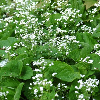 Brunnera macrophylla Betty Bowring, Kaukasisk Förgätmigej, P9cm