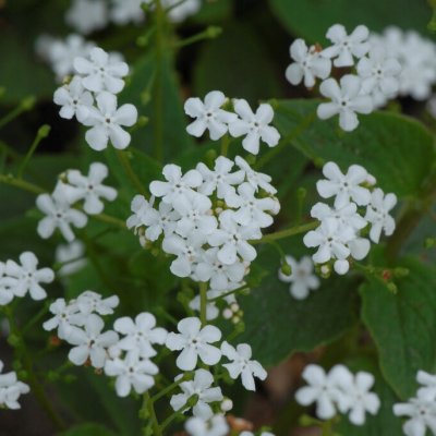 Brunnera macrophylla Betty Bowring, Kaukasisk Förgätmigej, P9cm
