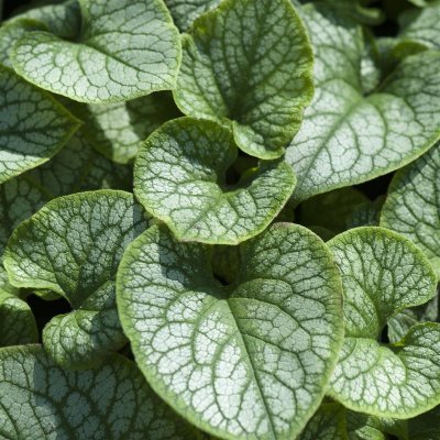 Brunnera macrophylla Jack Frost ®, Kaukasisk Förgätmigej, C13cm