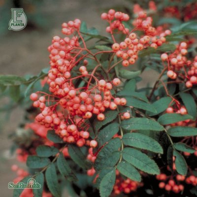 Sorbus Rosmari E, Rosmarirönn