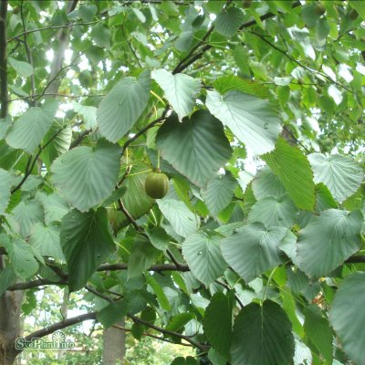 Davidia involucrata, Näsduksträd, Duvträd
