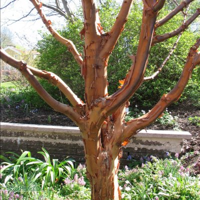 Acer griseum, Kopparlönn