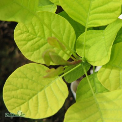Cotinus coggygria Golden Spirit / Ancot ®