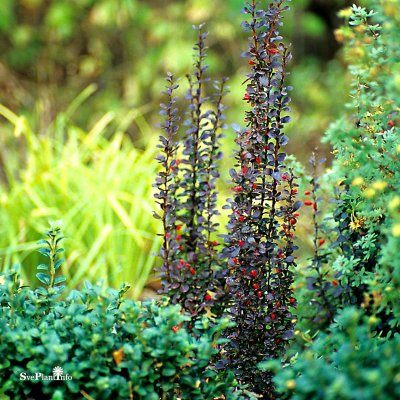 Berberis thunbergii Helmond Pillar, Pelarberberis, 40-50 C5