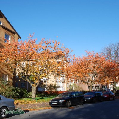 Prunus serrulata Kanzan, Japansk Körsbär