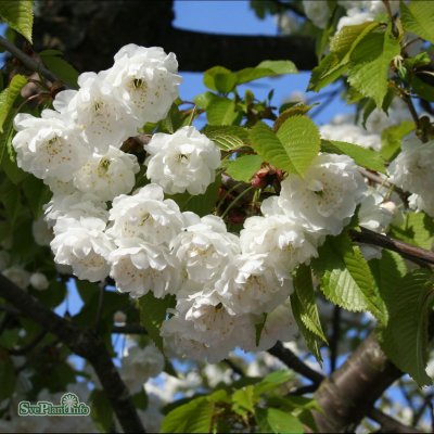 Prunus avium Plena, Fågelbär
