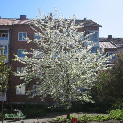 Prunus avium Plena, Fågelbär