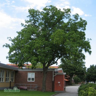 Pterocarya rhoifolia Fk Mejlan, Japansk Vingnöt