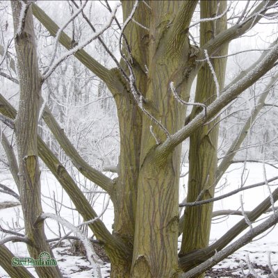 Pterocarya rhoifolia Fk Mejlan, Japansk Vingnöt