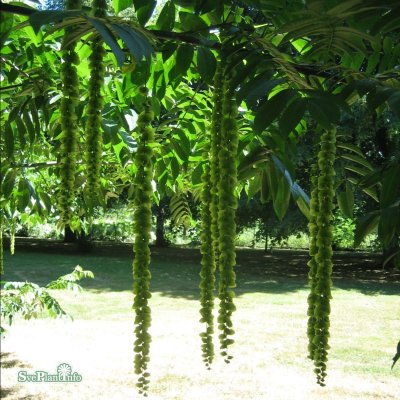 Pterocarya rhoifolia Fk Mejlan, Japansk Vingnöt