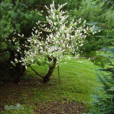 Salix integra Hakuro Nishiki, Japansk Dvärgpil