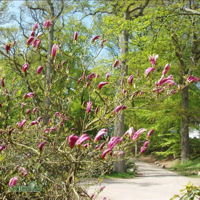 Magnolia liliflora Susan, Rosenmagnolia
