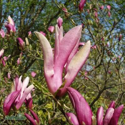 Magnolia liliflora Susan, Rosenmagnolia, 6-8 stam C37
