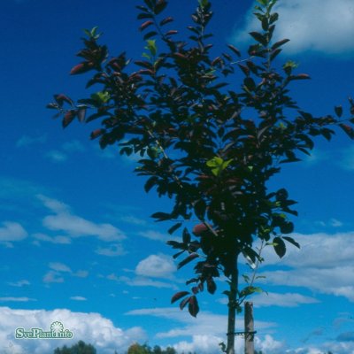 Prunus virginiana Shubert, Virginiahägg