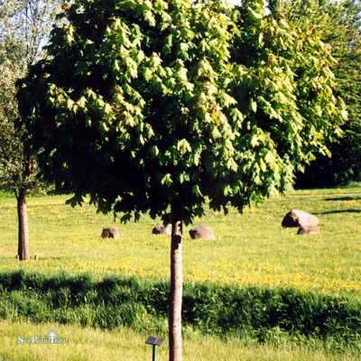 Acer platanoides Globosum, Klotlönn