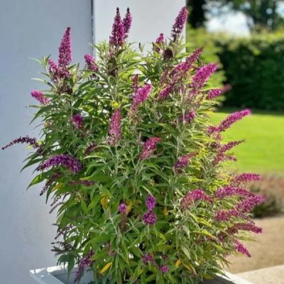 Buddleja davidii Butterfly Tower ® Magenta