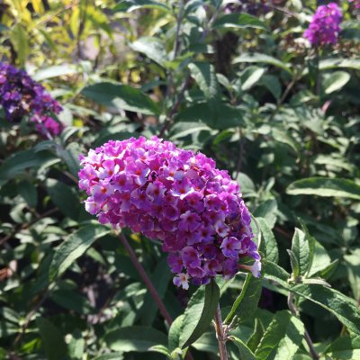Buddleja davidii Berries & Cream ®, Syrenbuddleja, Fjärilsbuske