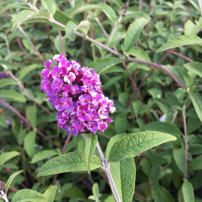 Buddleja davidii Berries & Cream ®, Syrenbuddleja, Fjärilsbuske